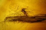 Three Fossil Flies (Diptera) In Baltic Amber #139032-1